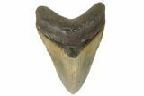 Fossil Megalodon Tooth - North Carolina #188224-1